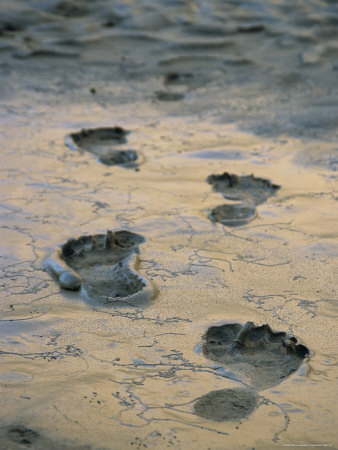 127821-fbhuman-footprints-in-mud-in-the-grand-canyon-posters